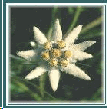 img1.gif